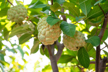 Custard apple tropical exotic fruit. Sugar Apple, Annona, sweetsop. growing on a branch tree