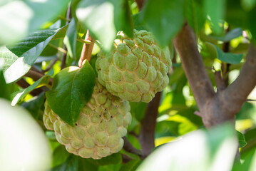 Custard apple tropical exotic fruit. Sugar Apple, Annona, sweetsop. growing on a branch tree