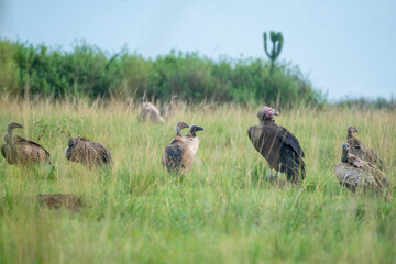 A gathering of vultures, Queen Elizabeth National Park, Uganda
