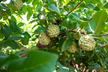 Custard apple tropical exotic fruit. Sugar Apple, Annona, sweetsop. growing on a branch tree