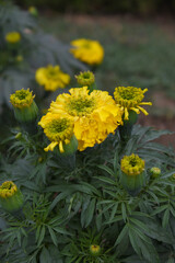 Yellow marigold flower blossom in garden, Yellow Mari Gold flowers for decorate garden, Close up of beautiful Yellow marigold flower. Nature, Marigold flowers bloom in the morning, Marigold