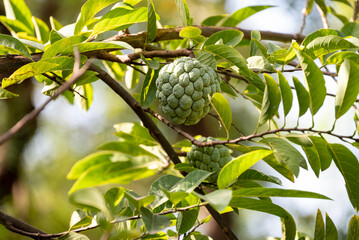 Custard apple tropical exotic fruit. Sugar Apple, Annona, sweetsop. growing on a branch tree