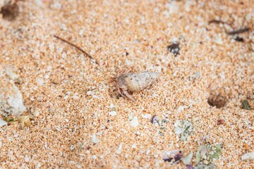 Hermit Crab on Sandy Beach with Shell