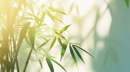 Fototapeta premium Calm bamboo background with soft shadow effect
