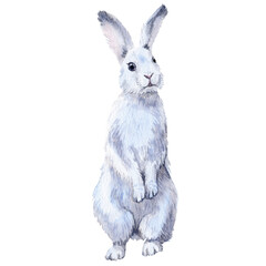Watercolor clipart. White Hare standing on his hind legs. Isolated of background