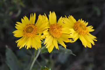 Golden Crownbeard (Also called Golden Crownbeard, Copen Daisy, golden crown beard) in the nature, Golden Crownbeard Flower closeup,Beautiful yellow flower closseup in nature Chakwal, Punjab, Pakistan