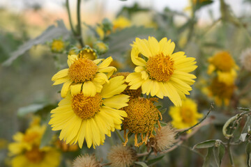 Golden Crownbeard (Also called Golden Crownbeard, Copen Daisy, golden crown beard) in the nature, Golden Crownbeard Flower closeup,Beautiful yellow flower closseup in nature Chakwal, Punjab, Pakistan