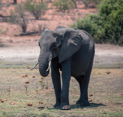 Fototapeta premium African elephant in Chobe National Park in Botswana Africa..