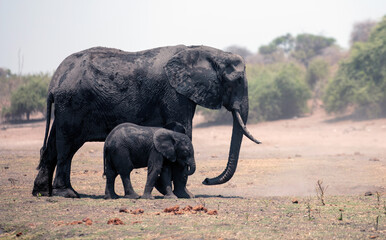 African elephant mother and kid walking in Chobe National Park in Botswana Africa.