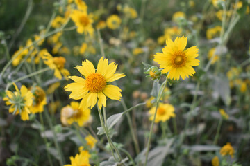 Golden Crownbeard (Also called Golden Crownbeard, Copen Daisy, golden crown beard) in the nature, Golden Crownbeard Flower closeup,Beautiful yellow flower closseup in nature Chakwal, Punjab, Pakistan