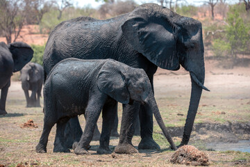 African elephants closeup view. Wild animal mother and kid by the water, National Park in Africa