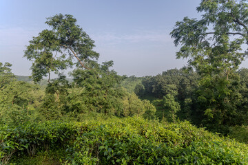 Lush green landscape with tea plants in the foreground and dense forest in the background captured during early morning hours in a serene rural area