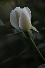Fototapeta premium Feature red rose garden flowe,