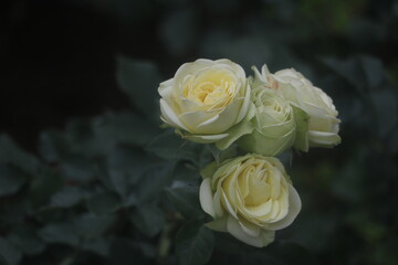Feature red rose garden flowe,