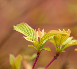 Outdoor, spring and plants with bud for growth, sustainability and ecology for nature in environment. Landscape, leaves and biodiversity with cornus for floral blossom, green leaf or botanical season