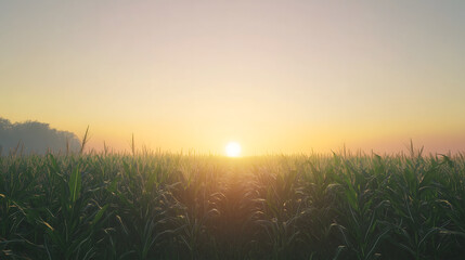 Sunrise over a corn field