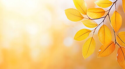 Golden Autumn Leaves Against a Soft Blurred Background of Nature