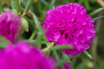 Portulaca grandiflora or moss rose purslane flower closeup, Closeup red moss rose purslane (portulaca grandiflora) flowers in garden tropical, delicate dreamy of beauty of nature with green leaves