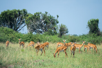 Naklejka premium A herd of tommy antelopes stands peacefully, Queen Elizabeth Park, Uganda