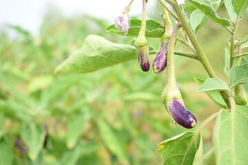 Fresh long purple brinjal (eggplant) hanging on the plant, brinjal in the vegetable field waiting to be picked for consumption. brinjal hanging on the brinjal plant. Fresh vegetable, healthy vegetable