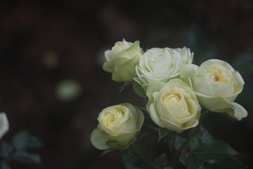 Feature for white rose, flower