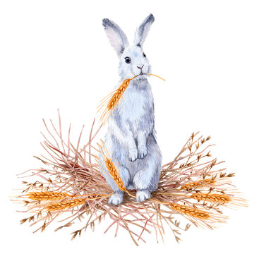 white rabbit standing, eating wheat clip art preview
