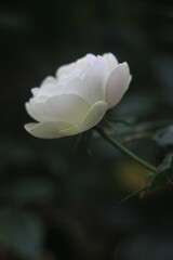 Feature for white rose, flower