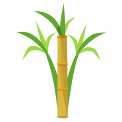 Fototapeta premium Sugarcane vector illustration 