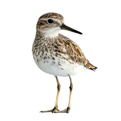 Obraz premium Elegant Shorebird in Natural Habitat