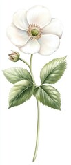 White Flower with Bud:  A delicate white flower with a bud blossoms on a slender stem, showcasing the beauty of nature's simple elegance.  