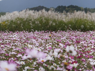 コスモス畑と秋の訪れススキのコラボ（日本）