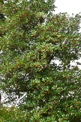 Japanese ternstroemia fruits (Capsule). Pentaphylacaceae evergreen tree. Fruits ripen in autumn and split open to reveal orange-red seeds. The king of garden trees.