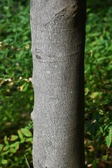 Japanese ternstroemia fruits (Capsule). Pentaphylacaceae evergreen tree. Fruits ripen in autumn and split open to reveal orange-red seeds. The king of garden trees.