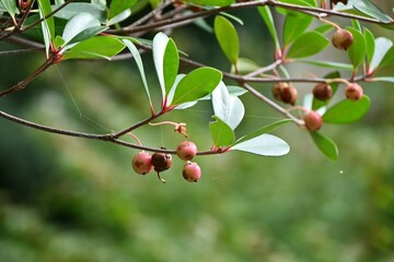 Japanese ternstroemia fruits (Capsule). Pentaphylacaceae evergreen tree. Fruits ripen in autumn and split open to reveal orange-red seeds. The king of garden trees.