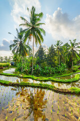 Awesome view of scenic rice terraces in Bali, Indonesia