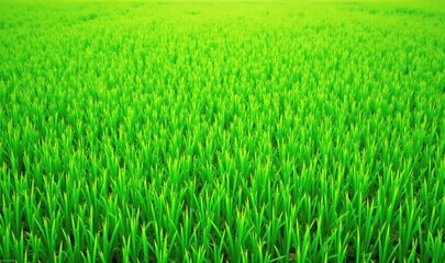 Obraz premium Lush green rice field showcasing vibrant growth, ideal for agriculture, farming, sustainability, and nature-themed projects.