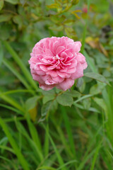 Beautiful pink rose flower closeup in garden, A very beautiful rose flower bloomed on the rose tree, Rose flower, bloom flowers, Natural spring flower,  Nature