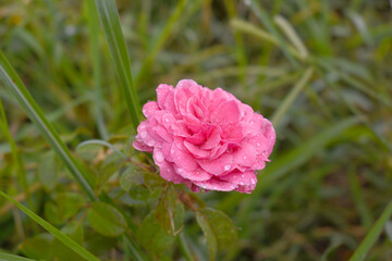 Beautiful pink rose flower closeup in garden, A very beautiful rose flower bloomed on the rose tree, Rose flower, bloom flowers, Natural spring flower,  Nature