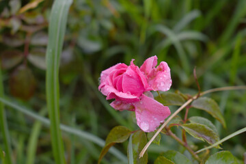 Beautiful pink rose flower closeup in garden, A very beautiful rose flower bloomed on the rose tree, Rose flower, bloom flowers, Natural spring flower,  Nature