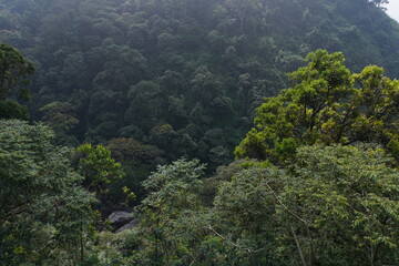 Lush green Wayanad Forest in Kerala, where dense trees, misty hills, and rich wildlife create a breathtaking natural escape