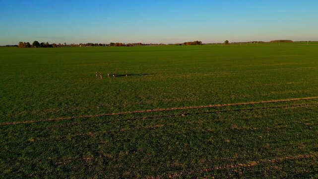 Vast green field under a blue sky with herd of deers stotting away