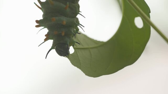 Atlas Moth Caterpillar Eating Leaf Against White Background - Close Up