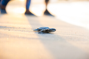 small baby leatherback turtle walking on the sand on its way to the sea for the first time on the beach in the Dominican Republic