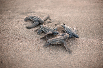 small baby leatherback turtles, walking in a group along the sand towards the ocean, on the beach of Haina, Dominican Republic.