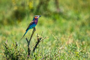 Lilac-breasted Roller perched on a tree branch