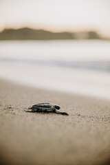 small baby leatherback turtle walking on the sand on its way to the sea for the first time on the beach in the Dominican Republic