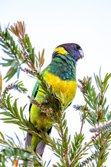 Image of a 28 Parrot, (barnardius zonarius semitorquatus) also known as an Australian Ringneck, Western Australia.