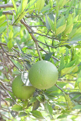 unripe green oranges on tree, close-up of a beautiful orange tree with green oranges, fruit hanging on a tree, Close-up of unripe oranges hanging on a tree, Chakwal, Punjab, Pakistan