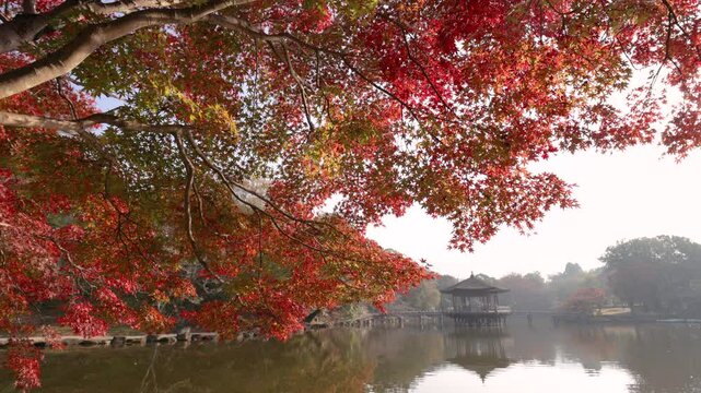 秋の古都奈良の池にのびる紅葉
