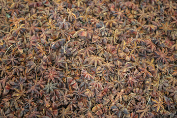 Closeup of dried aniseed as food background